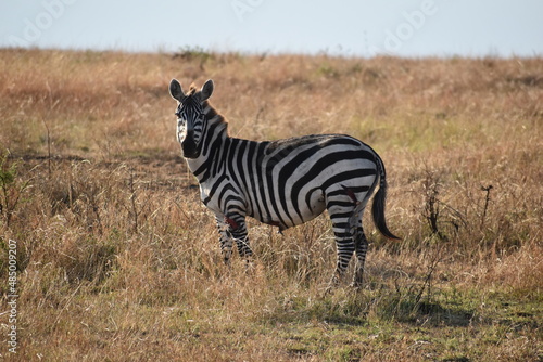 African zebra has been attacked by a lion and is wounded