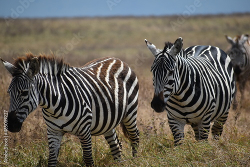 Two African zebras crossing grasslands 