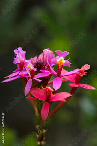 orchids in the wild Ecuador