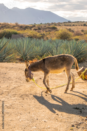 Photography Burro