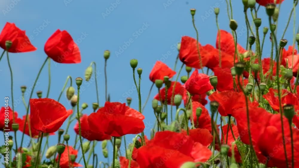 Red Poppy Flowers in wild nature on blue sky background, close-up. Beautiful wildflowers on green field in full bloom against sunlight. Wind sways poppies. Concept of Memorial Day, beauty of nature, s Red Poppy Flowers in wild nature on blue sky background, close-up. Beautiful wildflowers on green field in full bloom against sunlight. Wind sways poppies. Concept of Memorial Day, beauty of nature, s