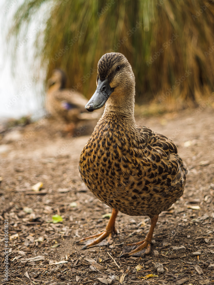 duck duck