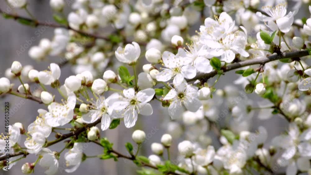 Branches of beautiful blooming tree with white flowers on foreground in early spring. Nature in Springtime. Spring mood, awakening of nature. Blooming backdrop Relaxing Branches of beautiful blooming tree with white flowers on foreground in early spring. Nature in Springtime. Spring mood, awakening of nature. Blooming backdrop Relaxing