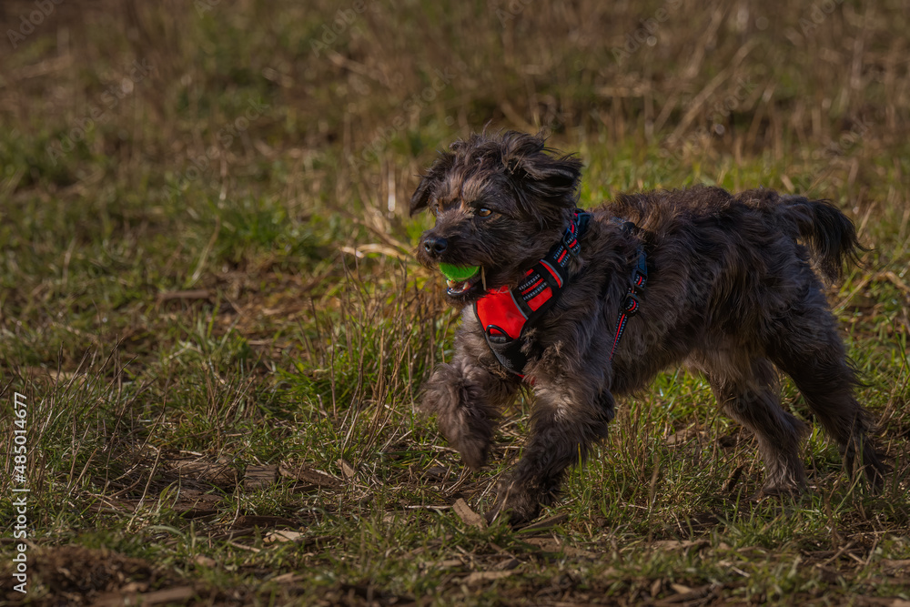 2022-02-04 A SMALL BLACK SHAGGY DOG WITH A RED HARNESS AND A BALL IN HIS MOUTH RUNNING AT THE OFF LEASH DOG PARK IN REDMOND WASHINGTON