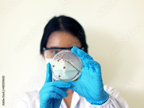 Researcher is holding Petri dish of Vibrio vulnificus in CHROMagar and TCBS, an estuarine bacterium which occurs in in filter-feeding molluscan shellfish, such as oysters., ingestion of the bacterium.