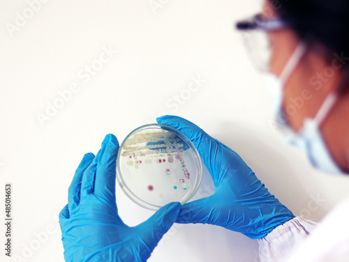 Researcher is holding Petri dish of Vibrio vulnificus in CHROMagar and TCBS, an estuarine bacterium which occurs in in filter-feeding molluscan shellfish, such as oysters., ingestion of the bacterium.