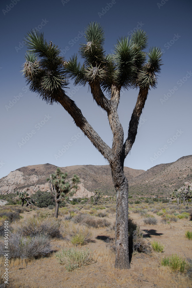 Joshua Tree National Park, Mojave Desert, California Joshua Tree National Park, Mojave Desert, California