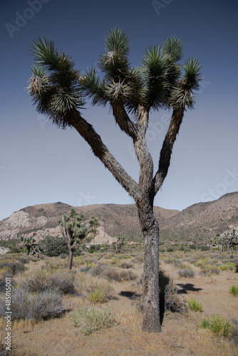 Joshua Tree National Park, Mojave Desert, California