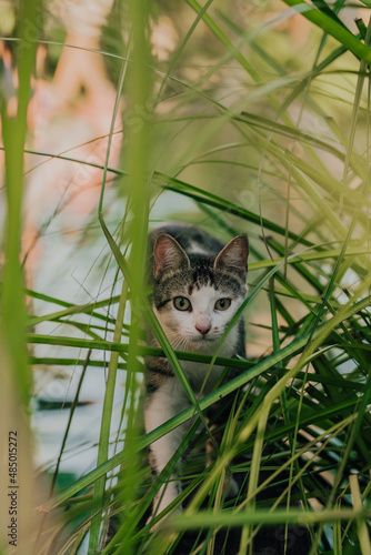 cat on grass