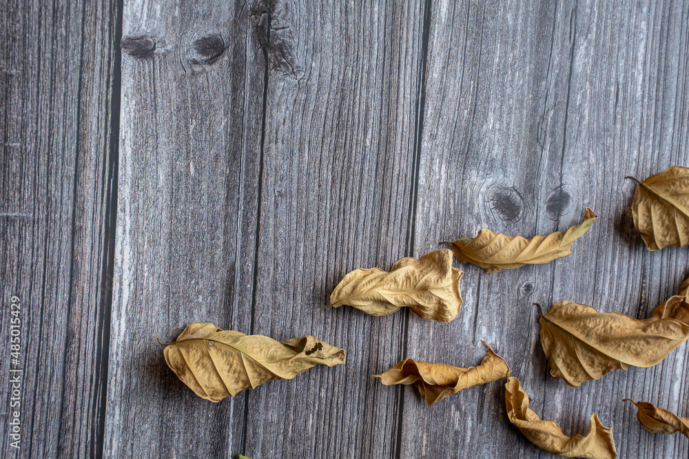 The dry leaves are split on the wooden floor, with empty spaces on the sides. The dry leaves are split on the wooden floor, with empty spaces on the sides.