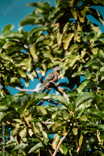 bird on a branch © DannyMerejo