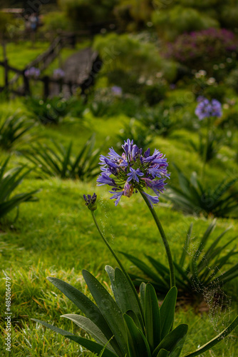 beautiful lilac mountain flowers on green grass after rain with drops and behind of them wood bridge. Beautiful turistic place Salento, Colombia
