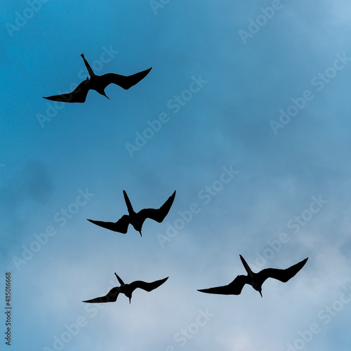 Magnificent frigatebird (Fregata magnificens) silhouette flying, Galapagos islands national park, Ecuador.