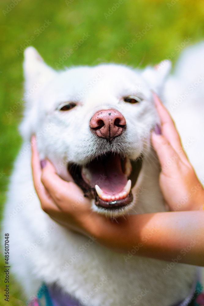 Portrait of cute big white dog with pink nose and open mounth and smiling and two hands hugging it, summer, beautiful weather and sunny day