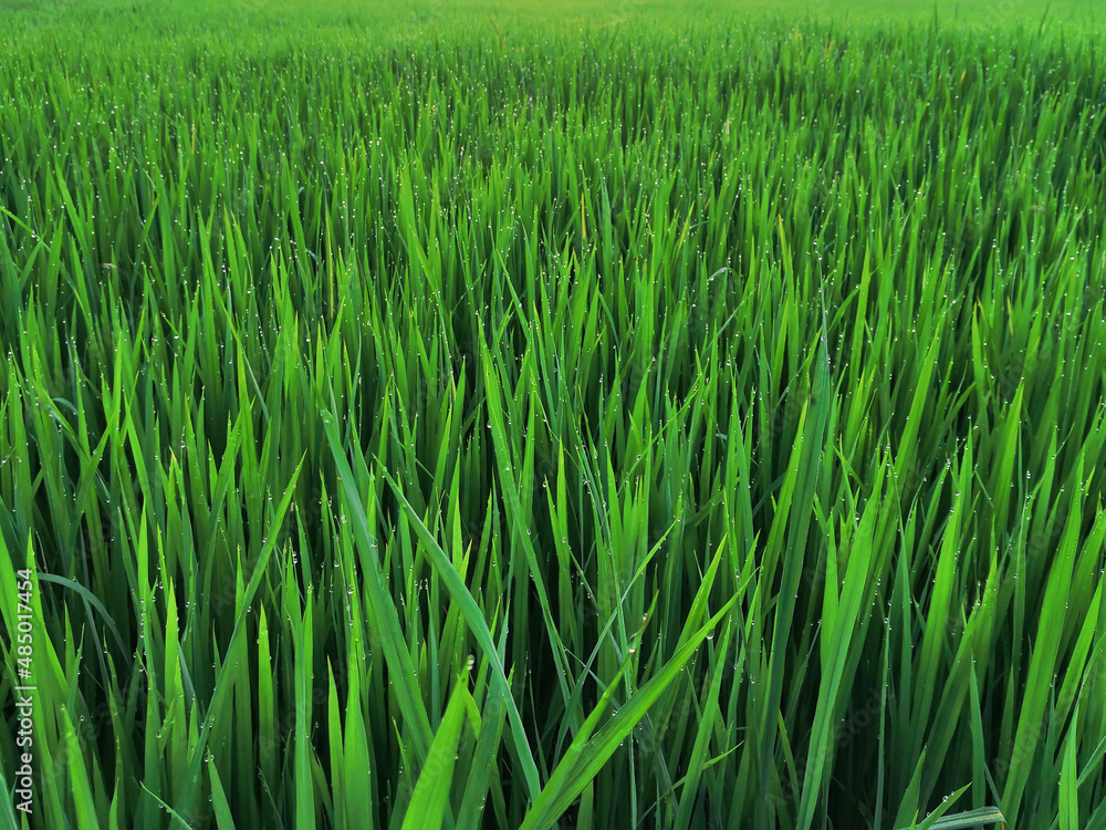 Nature of rice field on rice paddy