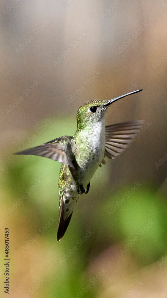 Fototapeta premium Flying Hummingbird Urubamba, Perú, Cusco