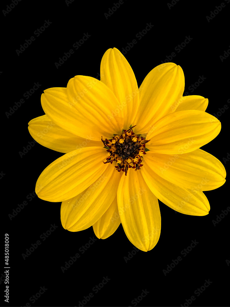 Obraz premium Yellow flower on black