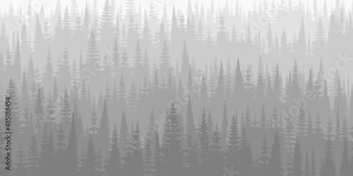 Coniferous forest in the morning haze, black and white landscape	