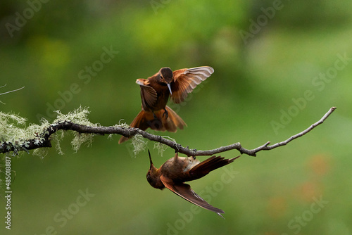 Hummingbirds fighting on top of the tree Urubamba, Peru, Cusco