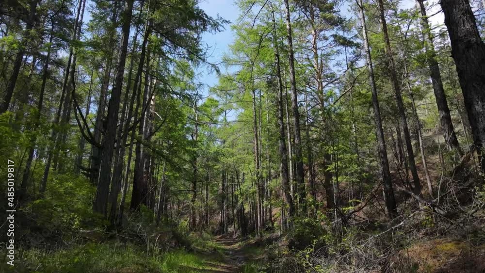 warm larch forest near Lake Baikal warm larch forest near Lake Baikal