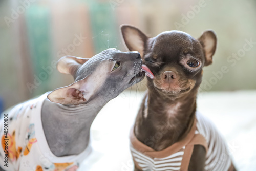 Don Sphynx cat washing and kissing chihuahua dog as love and care concept on St Valentine Day