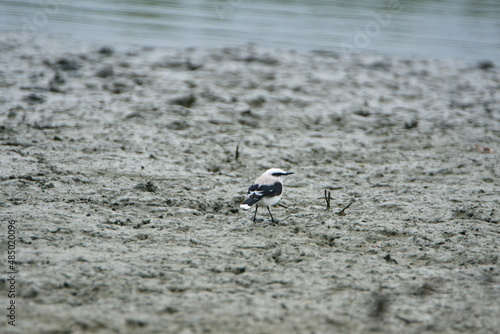 Masked water-tyrant (Fluvicola nengeta) on a mud flat in Ayampe, Ecuador photo