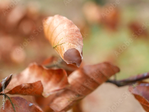 Dry fold leaf