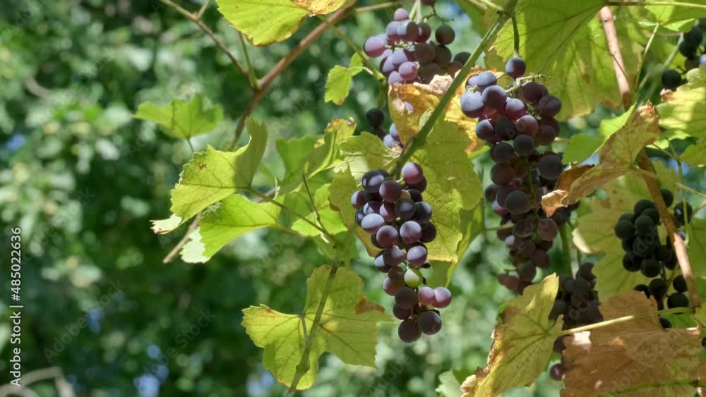 Ripe red wine grapes outdoors. Juicy bunch of grapes on vine with soft warm natural light in vineyard. Rays of sunshine through a bunch of ripe grapes. Sun rays coming through leaves, concept of wine Ripe red wine grapes outdoors. Juicy bunch of grapes on vine with soft warm natural light in vineyard. Rays of sunshine through a bunch of ripe grapes. Sun rays coming through leaves, concept of wine