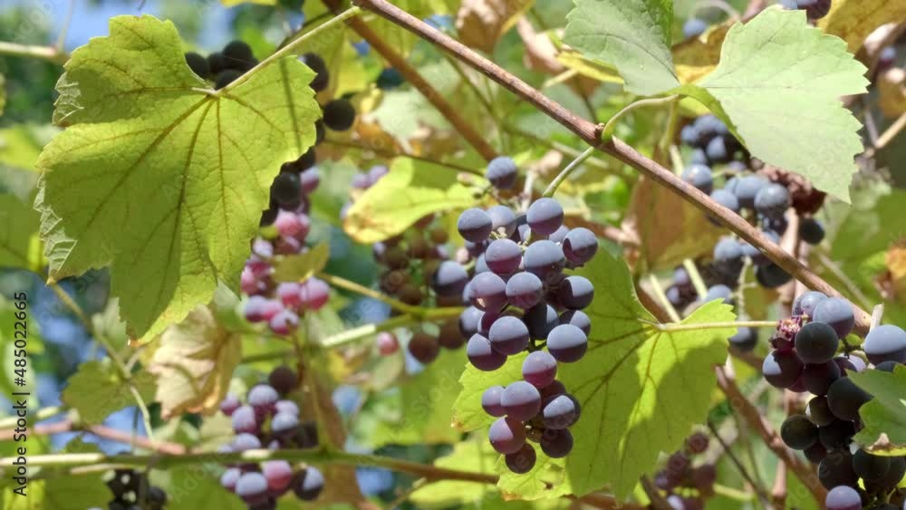 Ripe red wine grapes outdoors. Juicy bunch of grapes on vine with soft warm natural light in vineyard. Rays of sunshine through a bunch of ripe grapes. Sun rays coming through leaves, concept of wine Ripe red wine grapes outdoors. Juicy bunch of grapes on vine with soft warm natural light in vineyard. Rays of sunshine through a bunch of ripe grapes. Sun rays coming through leaves, concept of wine