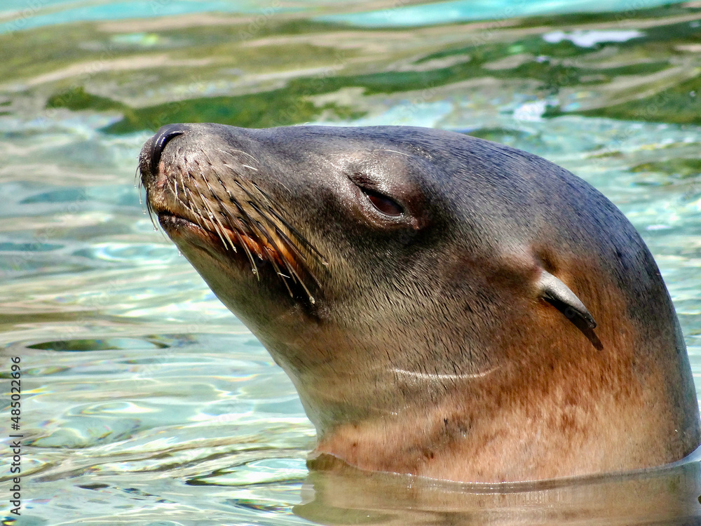 Fototapeta premium Sea Lion profile in water