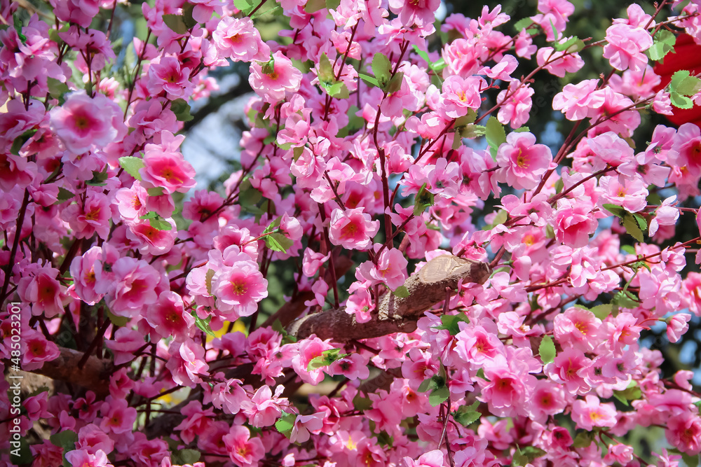 Close up pink cherry blossom or prunes cerasoidus ( Himalaya cherry tree) blooming on branch of tree Close up pink cherry blossom or prunes cerasoidus ( Himalaya cherry tree) blooming on branch of tree