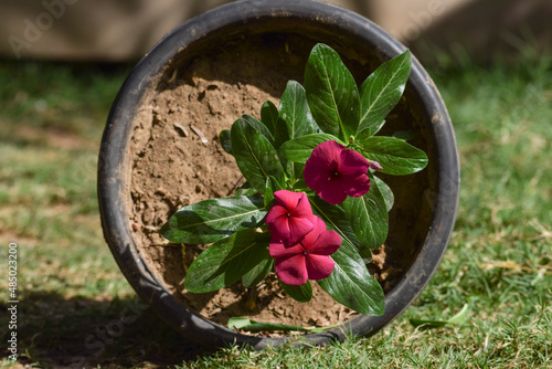 Bright dark Pink vinca or Periwinkle bunch flowers with green leaves foliage in pot with outdoor background. Asian flowers top view photo