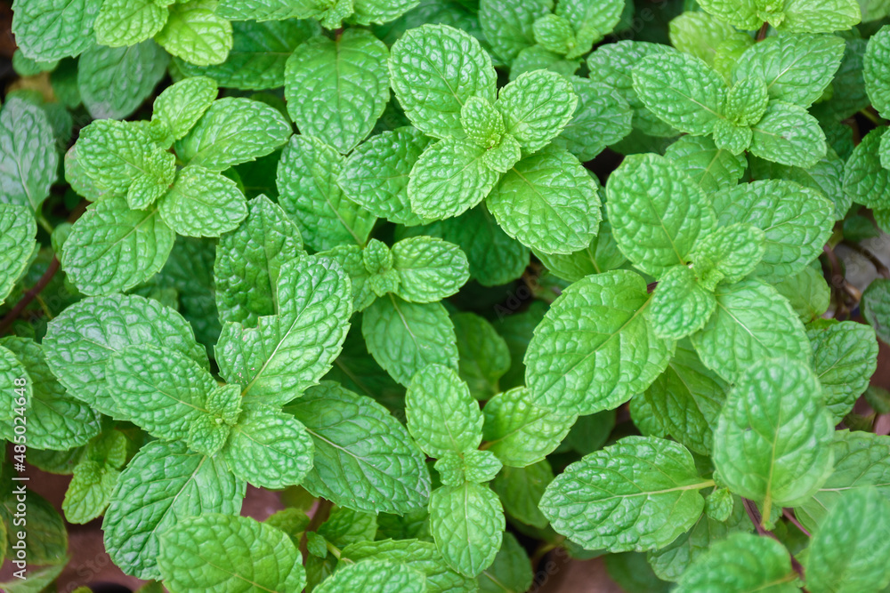 Mint grows in the vegetable garden. Mint grows in the vegetable garden.