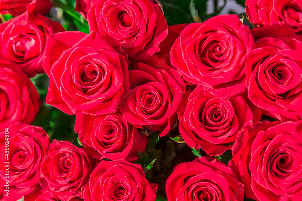 Red roses close-up as background Red roses close-up as background