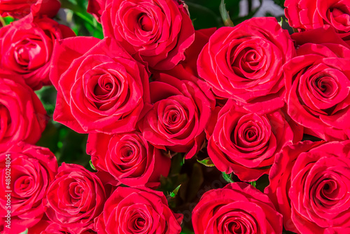 Red roses close-up as background