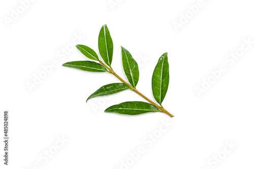 Green sprig of ligustrum plant on white background © kvdkz
