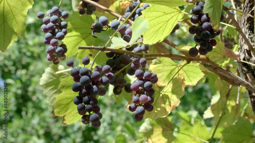 Ripe red wine grapes outdoors. Juicy bunch of grapes on vine with soft warm natural light in vineyard. Rays of sunshine through a bunch of ripe grapes. Sun rays coming through leaves, concept of wine Ripe red wine grapes outdoors. Juicy bunch of grapes on vine with soft warm natural light in vineyard. Rays of sunshine through a bunch of ripe grapes. Sun rays coming through leaves, concept of wine