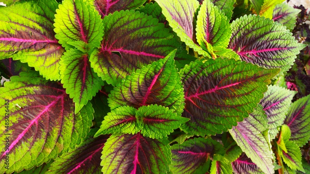 beautiful Coleus plant growing in flower garden area beautiful Coleus plant growing in flower garden area