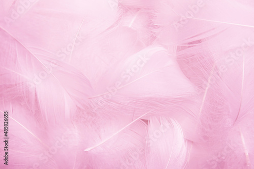 Beautiful Pink Feathers Texture Background. Swan Feathers