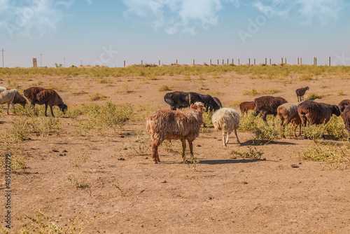 Sheep graze on poor pasture in drought. © kvdkz