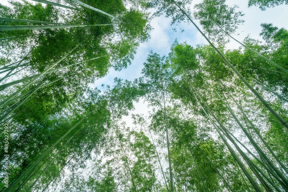Naklejka premium Sagano Bamboo forest -Arashiyama Bamboo Grove -Looking up to bright green bamboo trunks - All bamboo leaves are very green and fresh. Kyoto, Ukyo Ward, Kansai region, Honshu, Japan, Asia.
