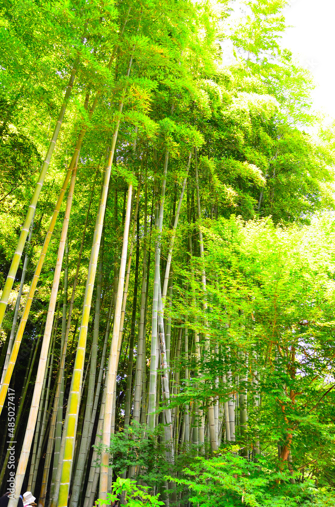 Fototapeta premium 竹林
