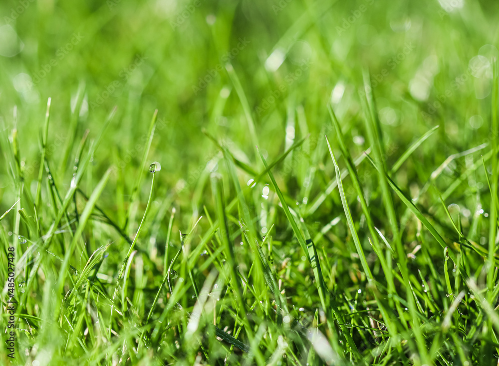 Texture, background, pattern of green grass with rain drops. Bokeh with light reflection Texture, background, pattern of green grass with rain drops. Bokeh with light reflection