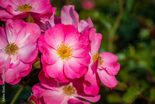 Bright pink wild rose flowers in a botanical garden