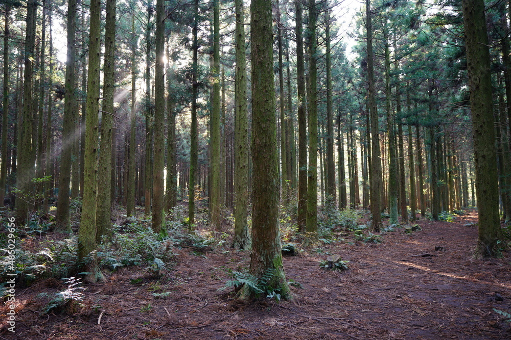 Fototapeta premium fascinating cedar forest in the sunlight