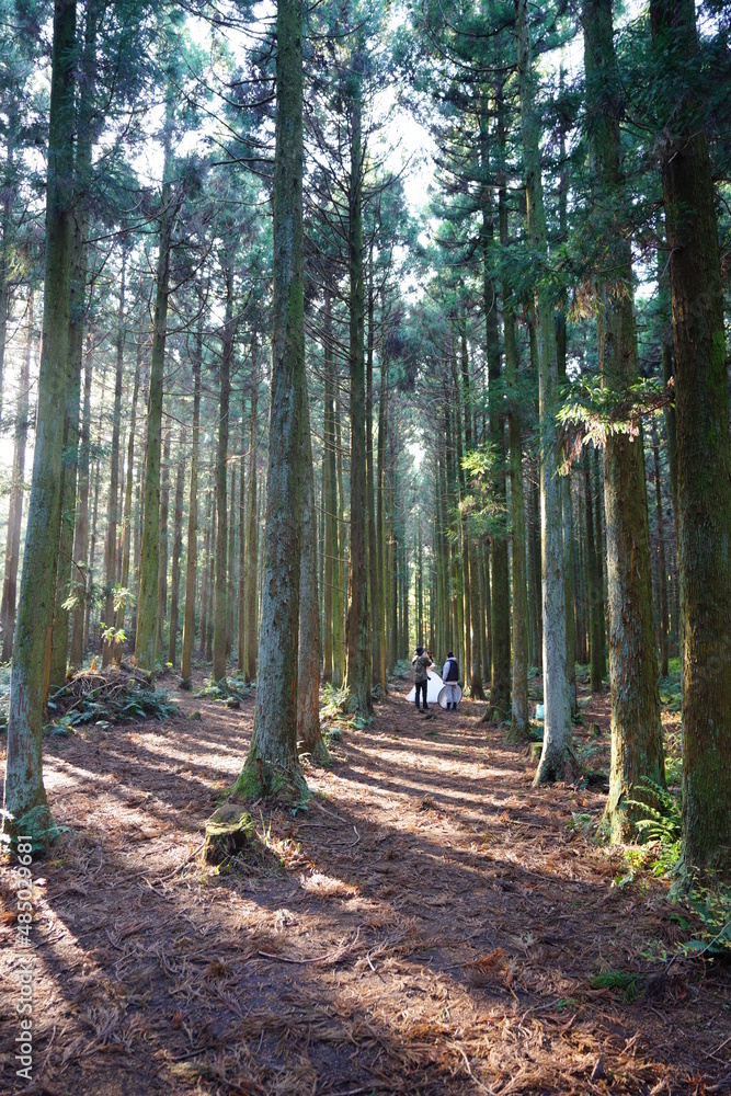 Obraz premium fascinating cedar forest in the sunlight