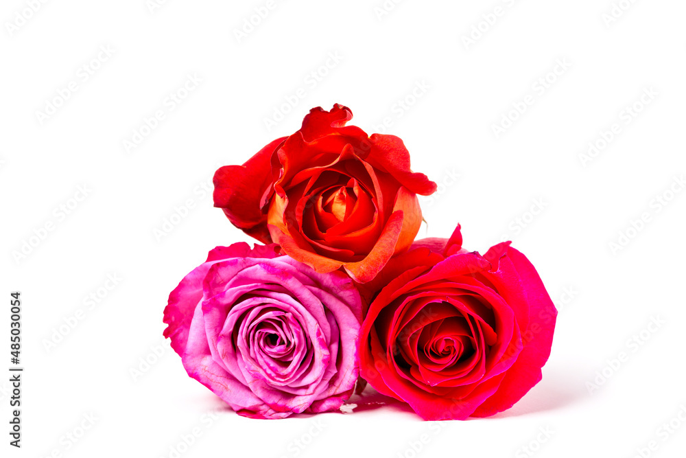 Naklejka premium Beautiful colorful rose buds isolated on white background