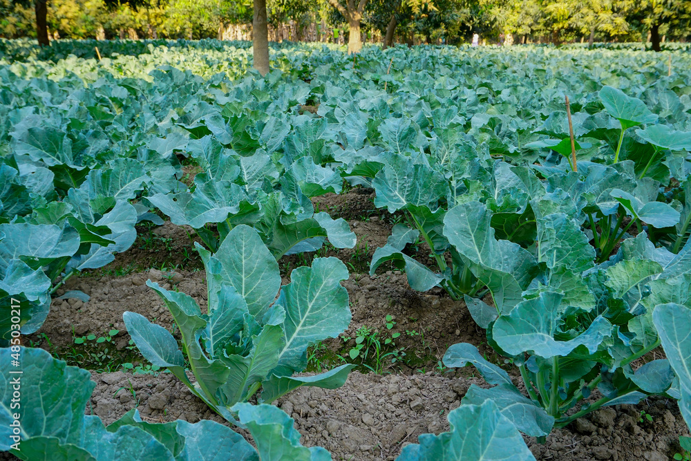 Naklejka premium Cauli flower, brassica oleracea, being cultivated in an agriculture field. View of green farming of a village in West Bengal, India.
