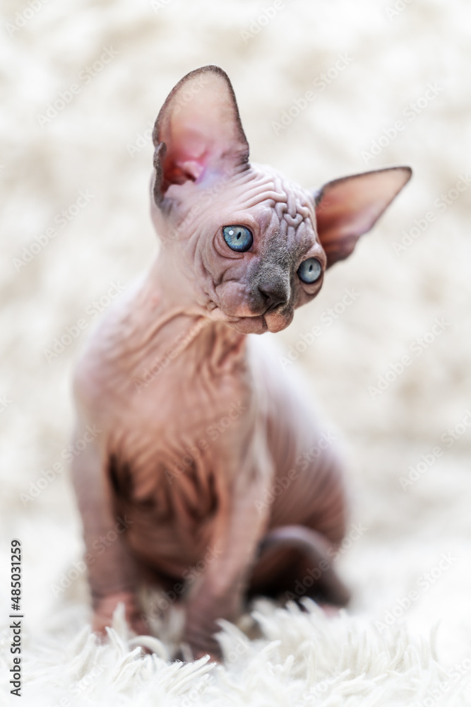 Portrait of funny Canadian Sphynx Cat kitten with big blue eyes sitting on white carpet with long pile. Close-up front view of hairless female kitten blue mink with white color