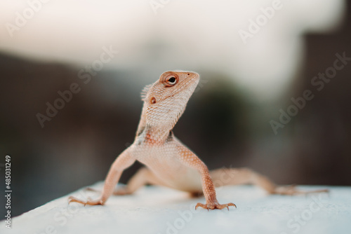 Closeup shot of a chameleon staring at the camera
